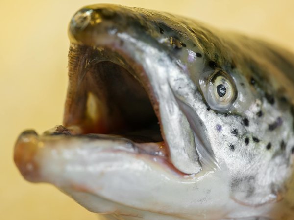 Découvrez les trésors du grossiste de miels et d'huile de nigelle